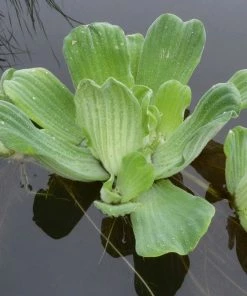 Roots Plants All Pond Plants Best Pond Plants For Any Size Pond | All In One | Oxygenating & Wildlife | Flowers & Structure
