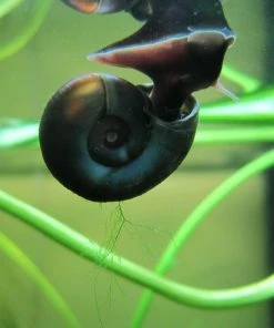 Roots Plants 5 Ramshorn Snails | Planorbis Corn