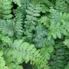 Roots Plants 3 Japanese Tassel Ferns | 9 Cm Pots 1 Roots Plants 3 Japanese Tassel Ferns | 9 Cm Pots