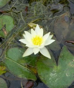Roots Plants Yellow Dwarf Water Lily | Nymphaea Pygmaea Helvola