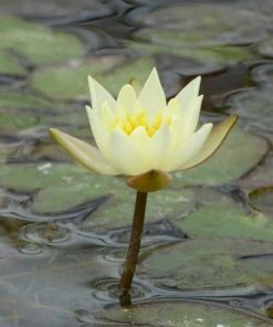 Roots Plants Yellow Dwarf Water Lily | Nymphaea Pygmaea Helvola