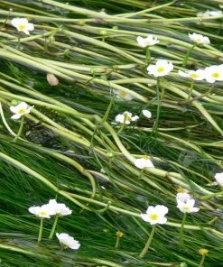 Roots Plants All Pond Plants 5 Water Crowsfoot| Oxygenating | 9cm Pots