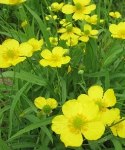 Roots Plants Pond Plants For Wildlife Collection 18 Roots Plants Pond Plants For Wildlife Collection