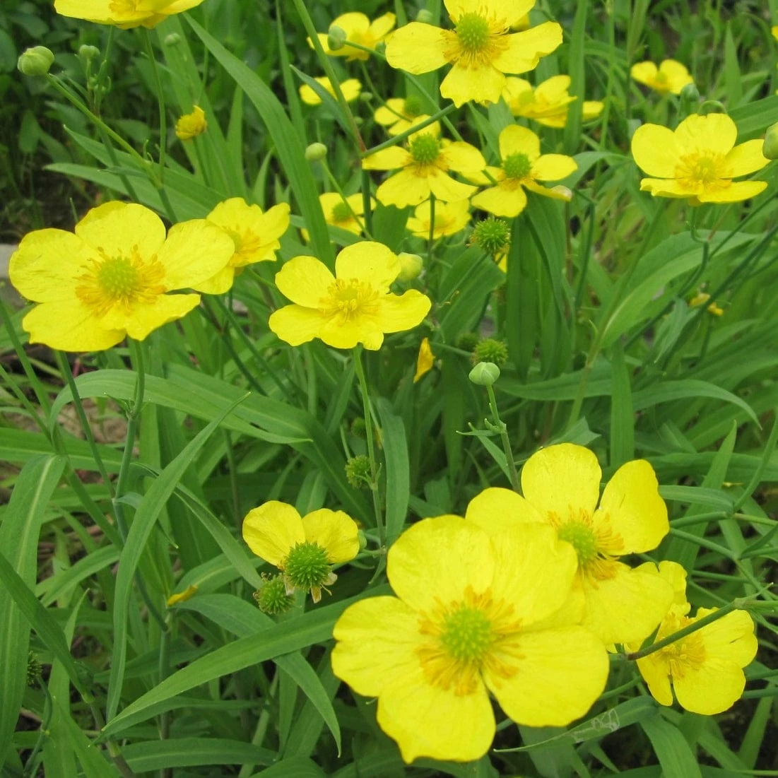 Roots Plants Pond Plants For Wildlife Collection 7 Roots Plants Pond Plants For Wildlife Collection