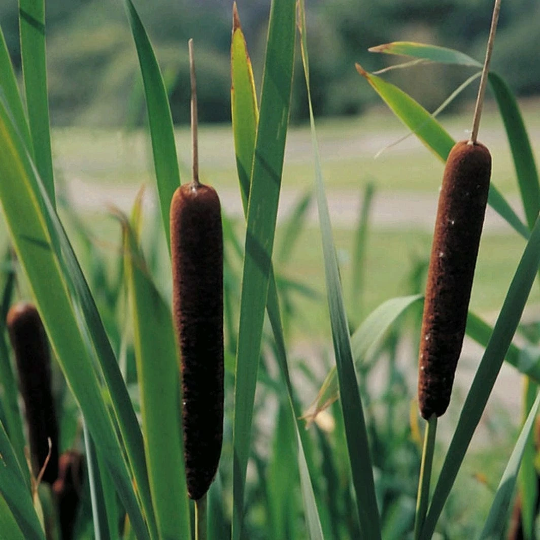 Roots Plants Lesser Bulrush | Typha Angustifolia Rushes 3 Roots Plants Lesser Bulrush | Typha Angustifolia Rushes