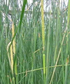 Roots Plants Rushes Medium Bulrush | Typha Gracilis 8 Roots Plants Rushes Medium Bulrush | Typha Gracilis