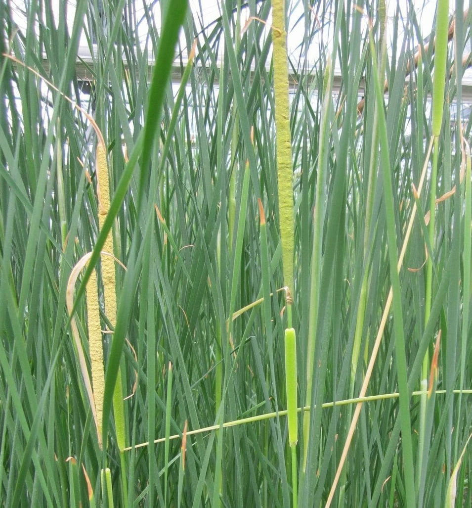 Roots Plants Rushes Medium Bulrush | Typha Gracilis 5 Roots Plants Rushes Medium Bulrush | Typha Gracilis