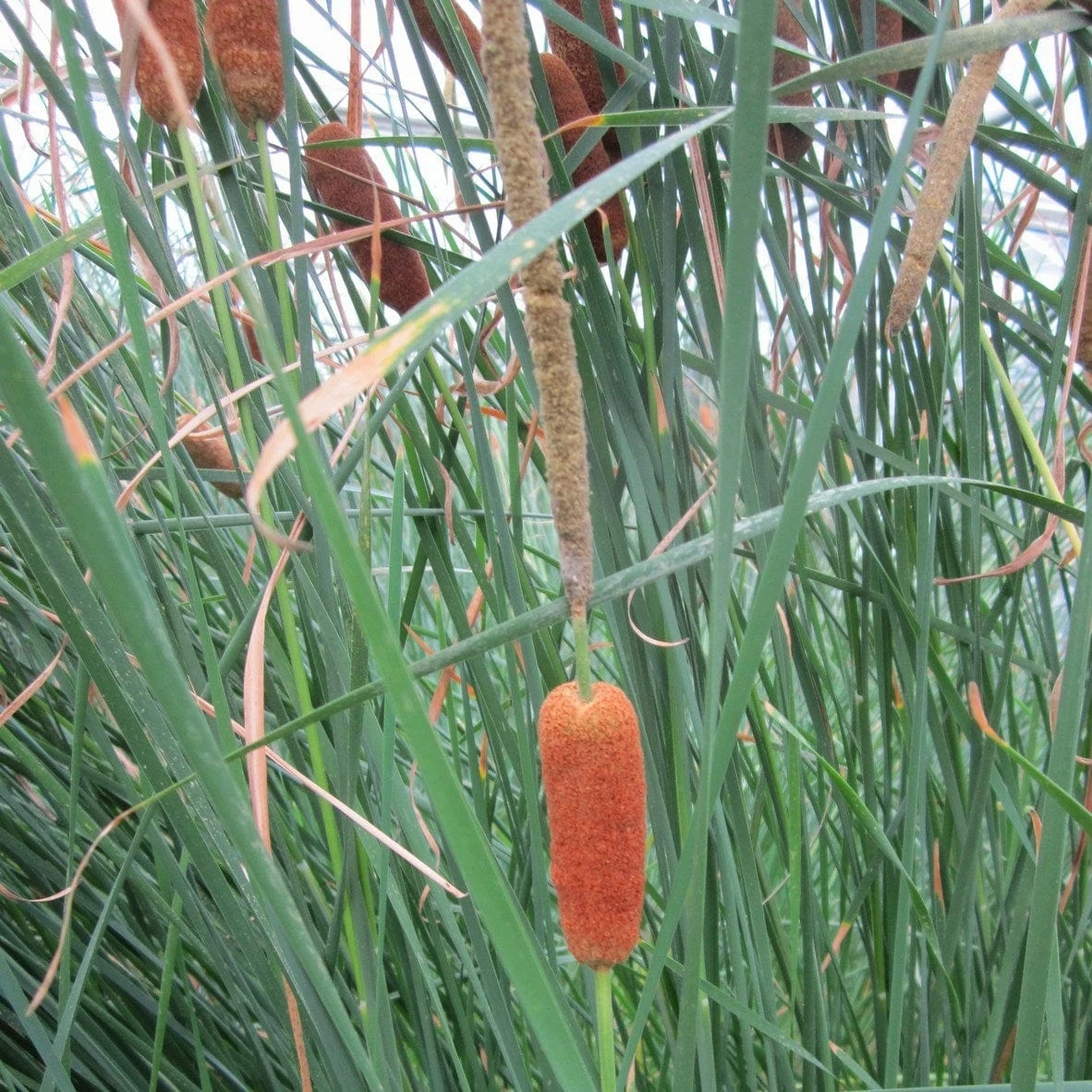 Roots Plants Rushes Medium Bulrush | Typha Gracilis 6 Roots Plants Rushes Medium Bulrush | Typha Gracilis