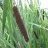 Roots Plants Common Bulrush | Typha Latifolia 2 Roots Plants Common Bulrush | Typha Latifolia