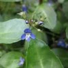Roots Plants Water Pimpernel | Veronica Beccabunga All Pond Plants