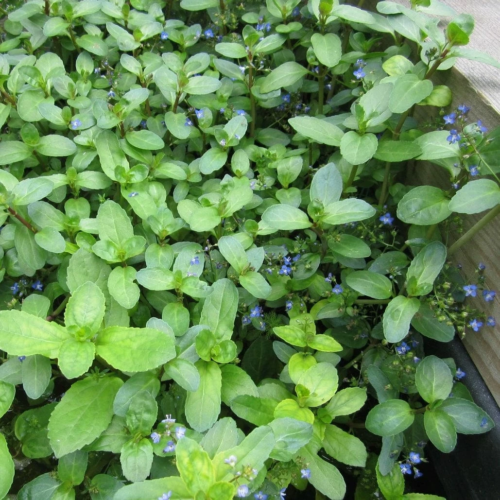 Roots Plants Water Pimpernel | Veronica Beccabunga All Pond Plants 4 Roots Plants Water Pimpernel | Veronica Beccabunga All Pond Plants