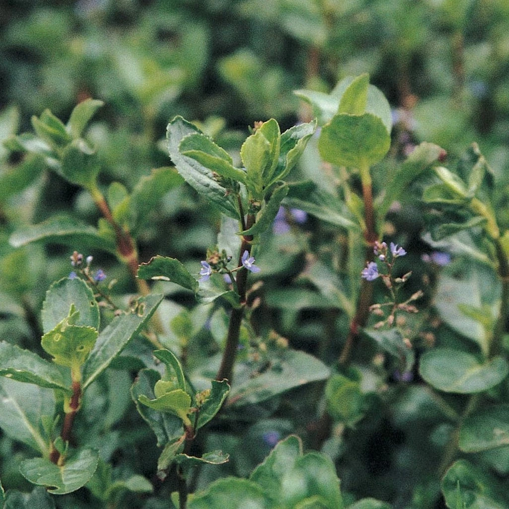 Roots Plants Water Pimpernel | Veronica Beccabunga All Pond Plants 5 Roots Plants Water Pimpernel | Veronica Beccabunga All Pond Plants