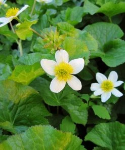 Roots Plants White Marsh Marigold | Caltha Palustris Alba