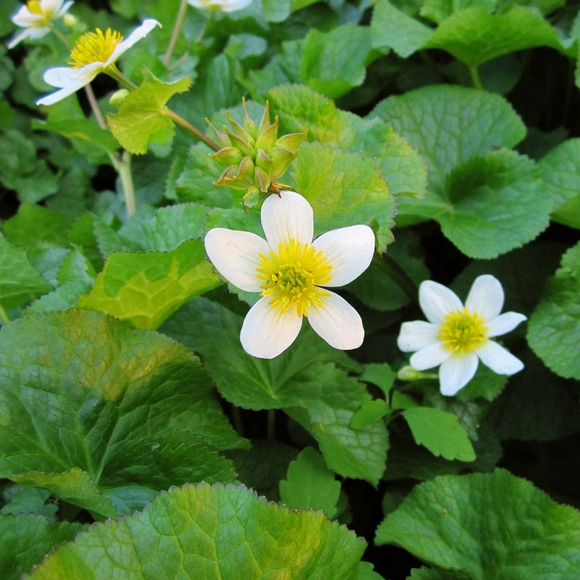 Roots Plants White Marsh Marigold | Caltha Palustris Alba 4 Roots Plants White Marsh Marigold | Caltha Palustris Alba