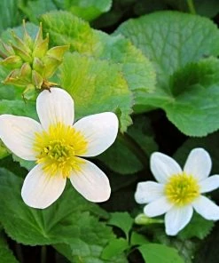 Roots Plants White Marsh Marigold | Caltha Palustris Alba