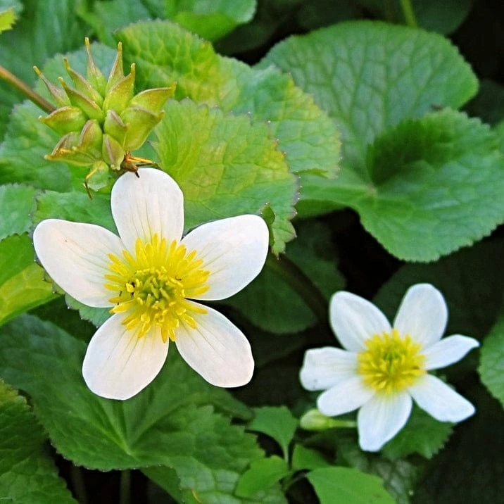Roots Plants White Marsh Marigold | Caltha Palustris Alba 3 Roots Plants White Marsh Marigold | Caltha Palustris Alba