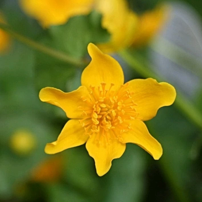 Roots Plants Marsh Marigold | Caltha Palustris 7 Roots Plants Marsh Marigold | Caltha Palustris