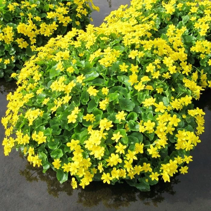 Roots Plants Marsh Marigold | Caltha Palustris 6 Roots Plants Marsh Marigold | Caltha Palustris