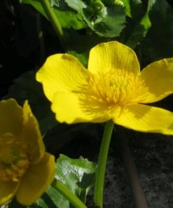 Roots Plants Giant Marsh Marigold | Caltha Palustris Polypetala