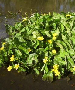 Roots Plants Giant Marsh Marigold | Caltha Palustris Polypetala