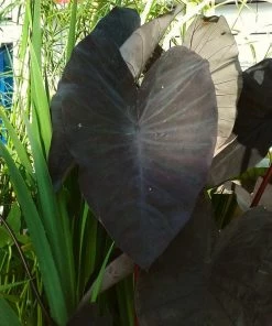 Roots Plants All Pond Plants Colocasia Rubra Black Magic | Elephant Ear Plant