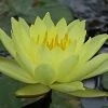 Roots Plants Water Lily | Nymphaea Lemon Mist 2 Roots Plants Water Lily | Nymphaea Lemon Mist