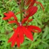 Roots Plants Lobelia Cardinalis | Cardinal Flower All Pond Plants 1 Roots Plants Lobelia Cardinalis | Cardinal Flower All Pond Plants
