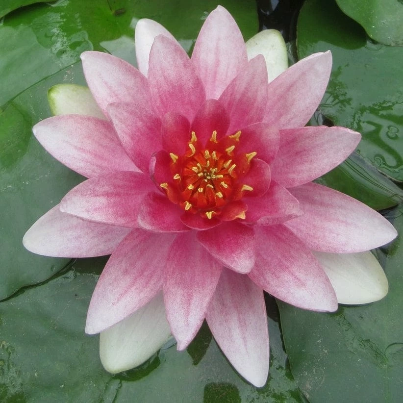 Roots Plants Water Lily | Nymphaea Mrs Richmond 4 Roots Plants Water Lily | Nymphaea Mrs Richmond