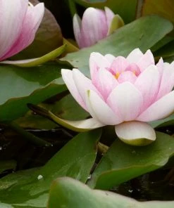 Roots Plants Water Lily | Nymphaea Mrs Richmond 14 Roots Plants Water Lily | Nymphaea Mrs Richmond