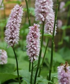 Roots Plants Dragonwort | Persicaria Bistorta All Pond Plants 7 Roots Plants Dragonwort | Persicaria Bistorta All Pond Plants
