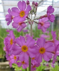 Roots Plants All Pond Plants Bee's Primula | Primula Beesiana