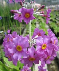 Roots Plants All Pond Plants Bee's Primula | Primula Beesiana