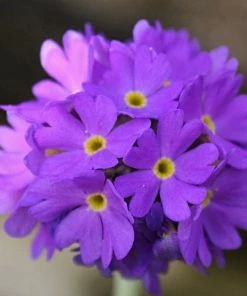 Roots Plants Drumstick Primula | Primula Denticulata All Pond Plants