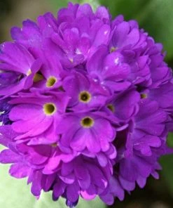 Roots Plants Drumstick Primula | Primula Denticulata All Pond Plants