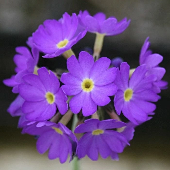 Roots Plants Drumstick Primula | Primula Denticulata All Pond Plants 7 Roots Plants Drumstick Primula | Primula Denticulata All Pond Plants