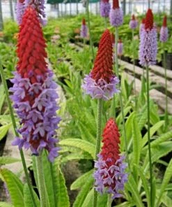 Roots Plants Orchid Primrose | Primula Vialii All Pond Plants