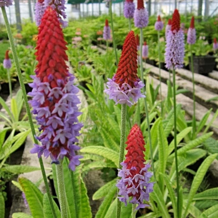 Roots Plants Orchid Primrose | Primula Vialii All Pond Plants 4 Roots Plants Orchid Primrose | Primula Vialii All Pond Plants