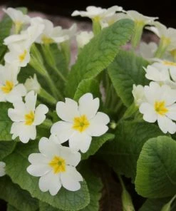 Roots Plants Wild Primrose | Primula Vulgaris 6 Roots Plants Wild Primrose | Primula Vulgaris