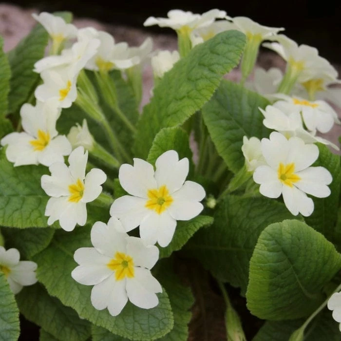 Roots Plants Wild Primrose | Primula Vulgaris 4 Roots Plants Wild Primrose | Primula Vulgaris