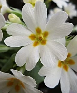 Roots Plants Wild Primrose | Primula Vulgaris 7 Roots Plants Wild Primrose | Primula Vulgaris