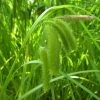 Roots Plants Cyperus Sedge | Carex Pseudocyperus