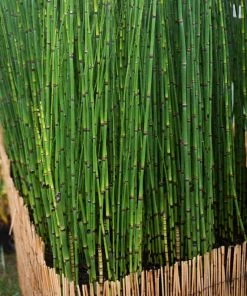 Roots Plants Rough Horsetail | Equisetum Hyemale All Pond Plants 8 Roots Plants Rough Horsetail | Equisetum Hyemale All Pond Plants