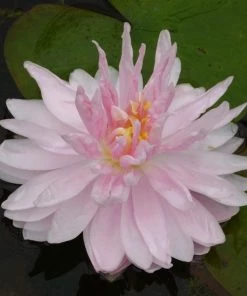Roots Plants Water Lily'Gloire Du Temple Sur Lot' | Nymphaea | 3L Pot