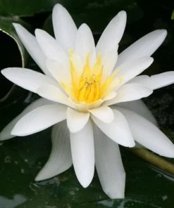 Roots Plants Water Lily | Nymphaea Marliacea 'Albida' | 3L Pot
