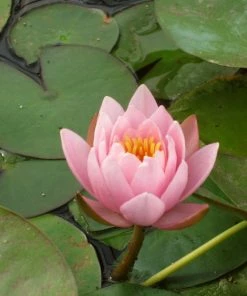 Roots Plants Large Water Lily | Nymphaea Marliacea 'Rosea' | 3L Pot
