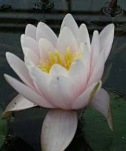Roots Plants Large Water Lily | Nymphaea Marliacea 'Rosea' | 3L Pot