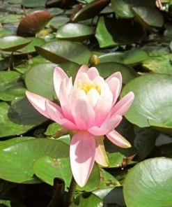 Roots Plants Fragrant Water Lily | Nymphaea Odorata 'Firecrest' | 3L Pot