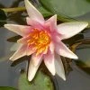 Roots Plants Fragrant Water Lily 'Sioux' | Nymphaea | 3L Pot 2 Roots Plants Fragrant Water Lily 'Sioux' | Nymphaea | 3L Pot