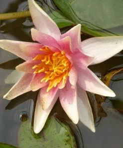 Roots Plants Fragrant Water Lily'Sioux' | Nymphaea | 3L Pot