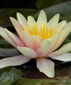 Roots Plants Fragrant Water Lily 'Sioux' | Nymphaea | 3L Pot